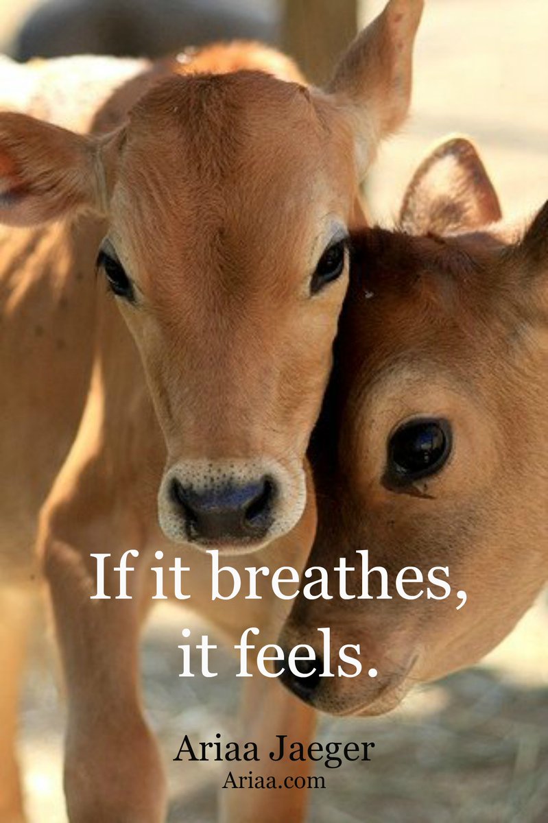 #BeKindtotheAnimals #StopDairyFarming #DairyCows