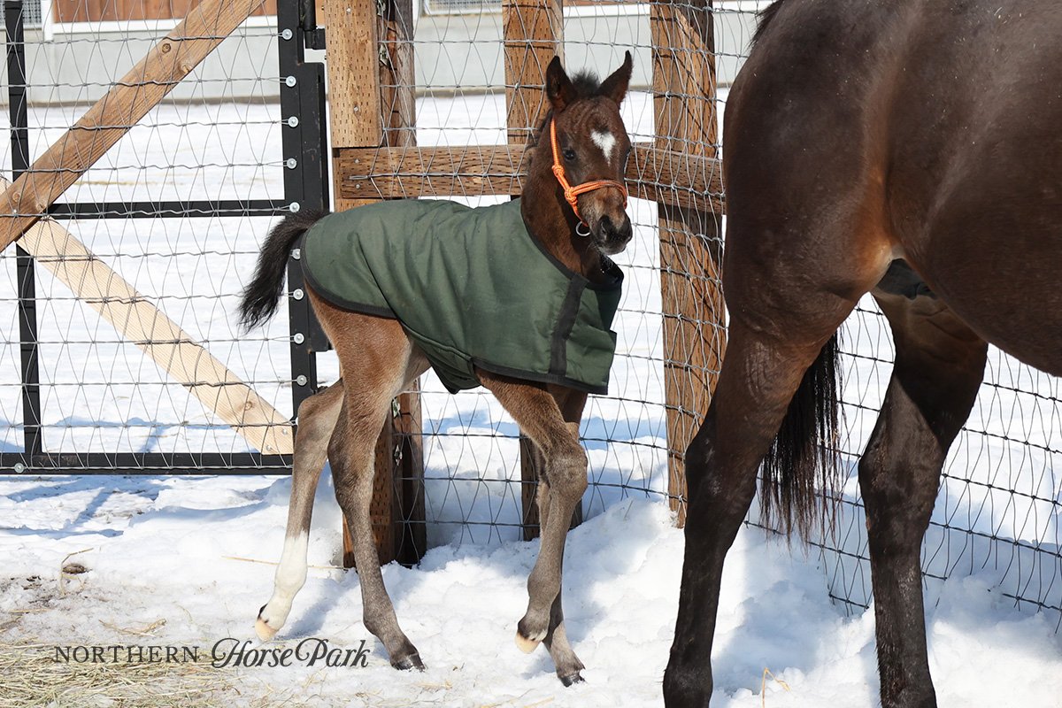 ノーザンホースパーク on X:  