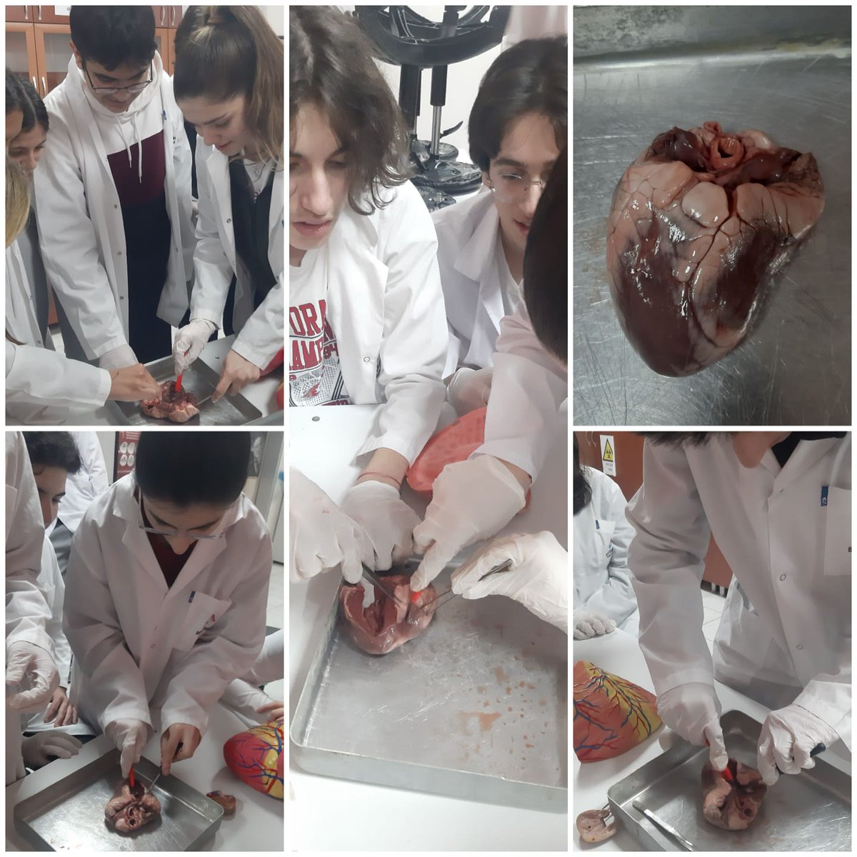 Bahcesehir22's tweet photo. 11.sınıf öğrencilerimiz, biyoloji dersinde dolaşım sistemi konusunda öğrendikleri bilgilerini, laboratuvar ortamında memeli hayvan kalbi diseksiyonu ile uygulamalı olarak tekrar ettiler. ❤💙 https://t.co/WQKuUxSf8Z