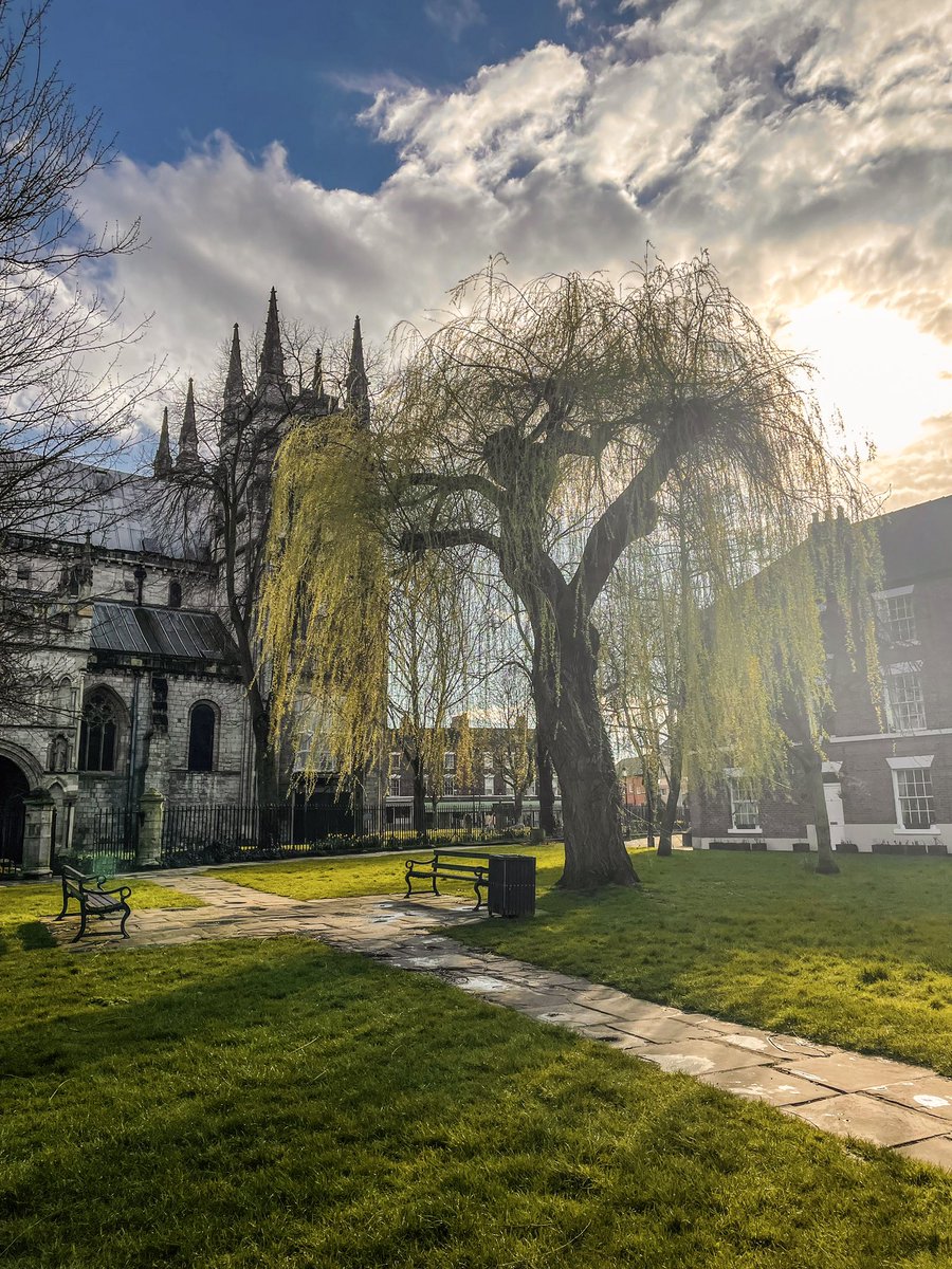 Weeping willow just coming into leaf, Selby #thicktrunktuesday #treeclub #sunbeams #Yorkshire #pathway #architecture