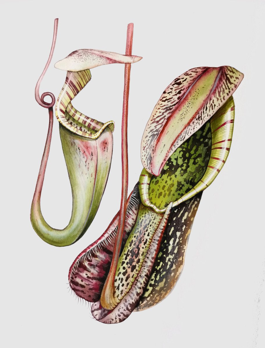 thorogoodchris1's tweet photo. A botanical watercolour of Nepenthes rafflesiana I've just completed. https://t.co/uynlpGwgbw