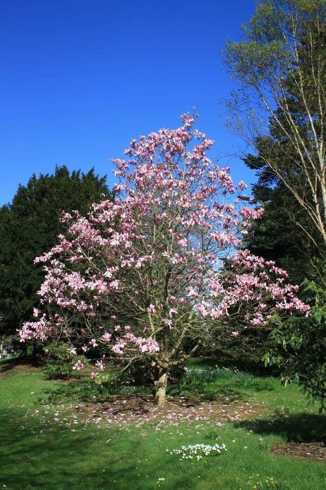 We've seen some stunning blossom and magnolias out & about this year & are ready to get out and explore some gardens. If you're feeling inspired to #getoutside, head to our website to find a garden near you👇️ findagarden.ngs.org.uk 📷️Llanover, Abergavenny open Sun 24 Mar