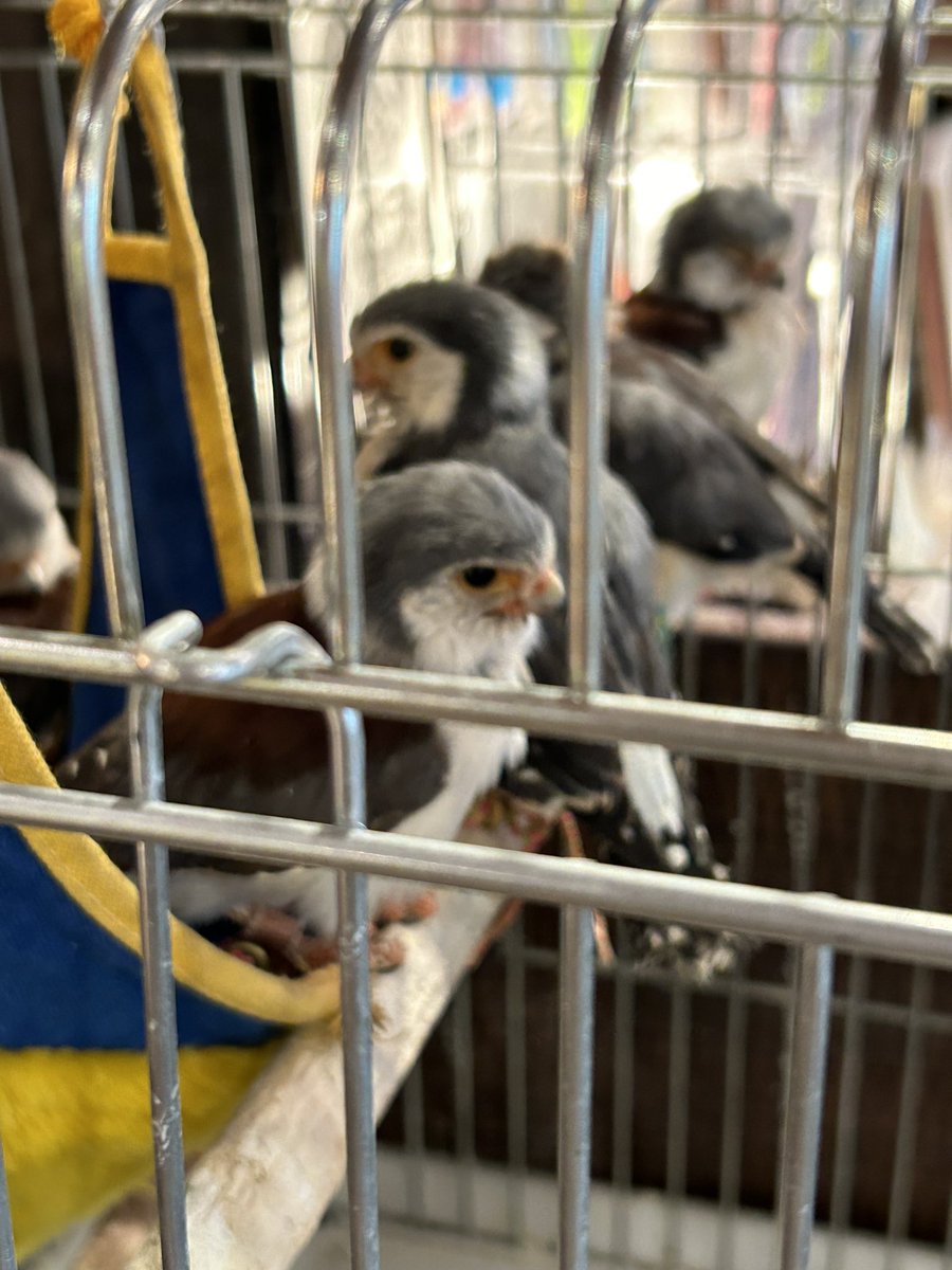 okamebell's tweet photo. ピグミーファルコンかわいすぎました🦅
 #鳥のいるカフェ https://t.co/Y7It5vKtYB