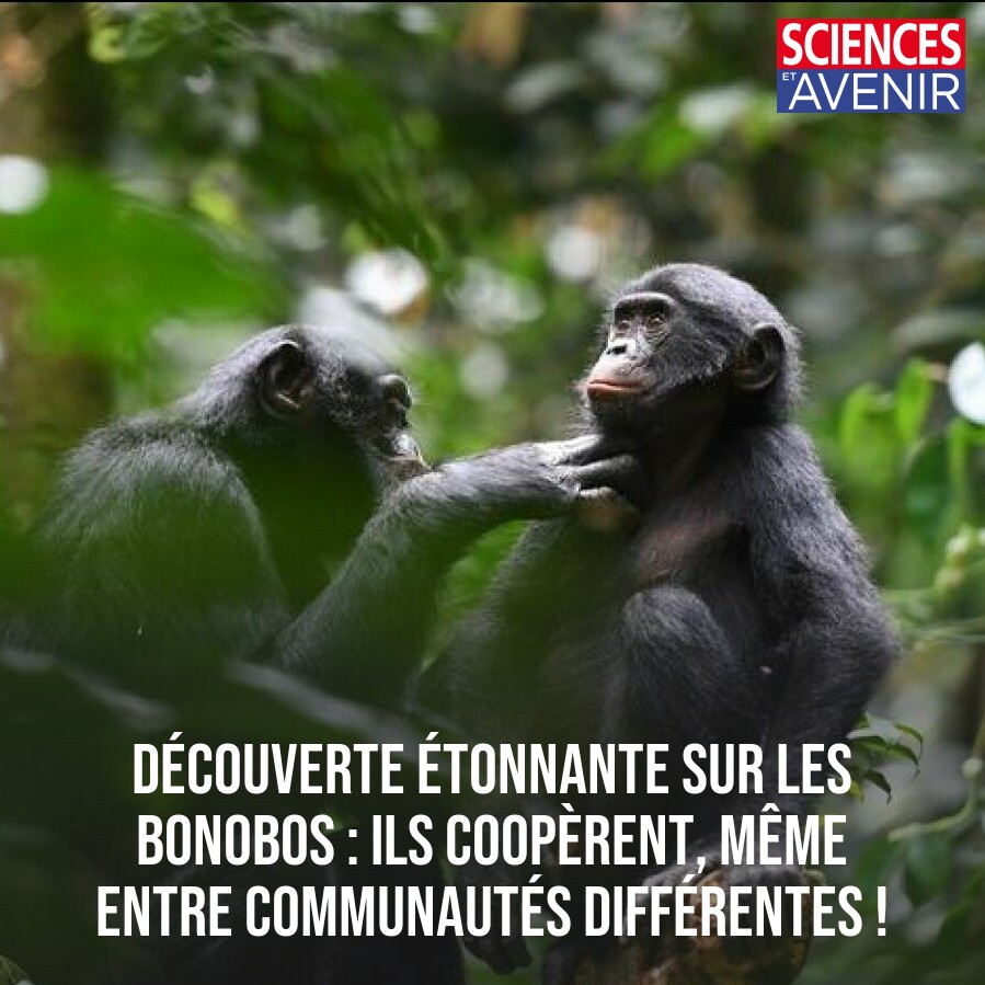 Épouillage, partage de nourriture... Des bonobos qui ne se connaissent pas peuvent quand même coopérer entre eux ! 🐒
👉 l.sciencesetavenir.fr/yrP
