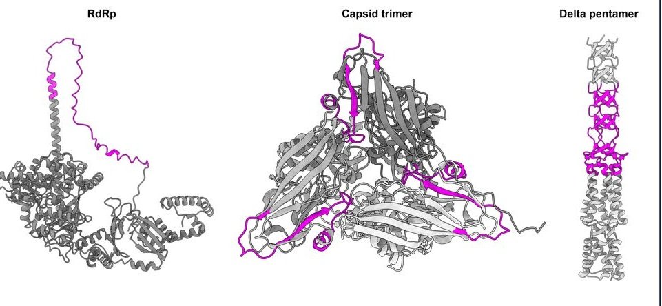 New preprint, with @SFElenaLab:

Experimental evolution of an RNA virus in Caenorhabditis elegans
biorxiv.org/content/10.110…