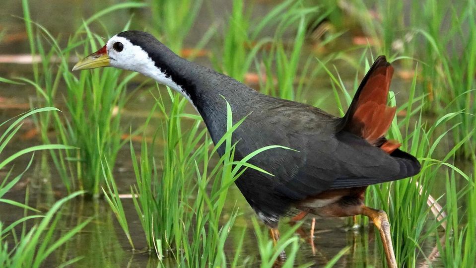 シロハラクイナ（白腹秧雞)
台湾