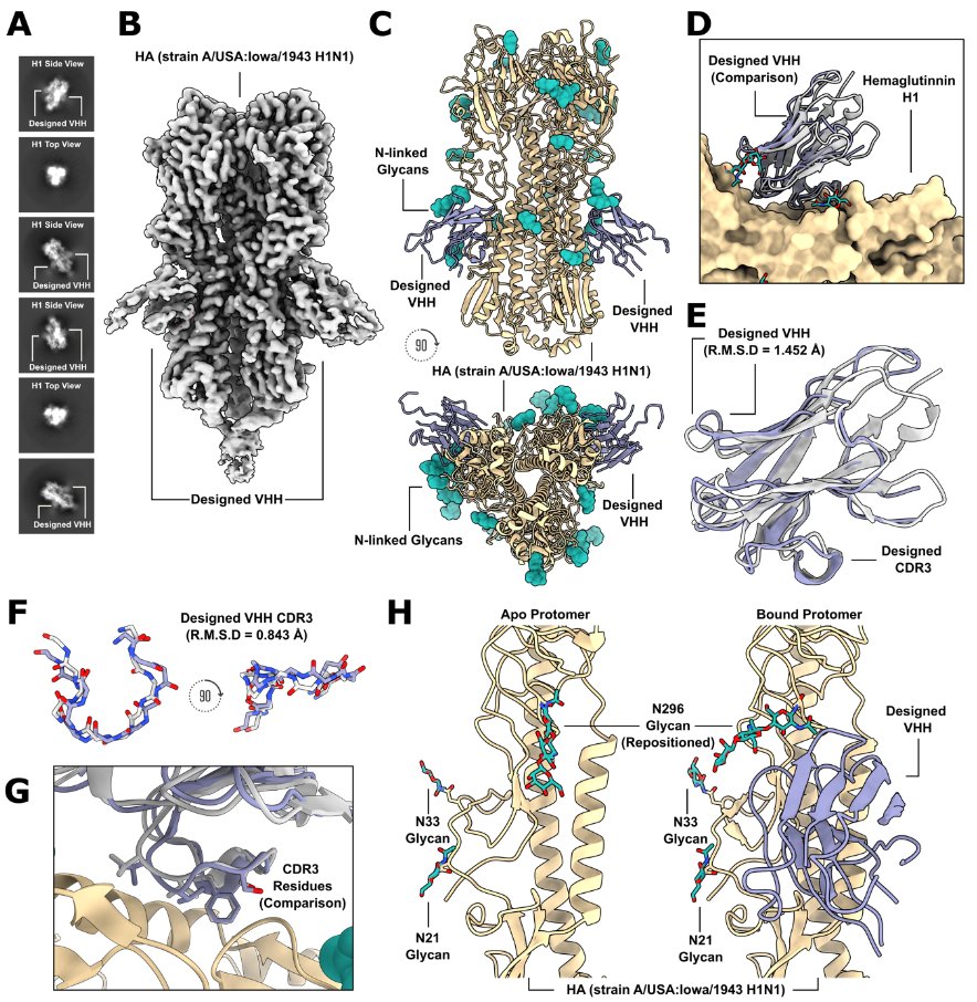 Excited to share the release of our pre-print unveiling the design of de novo single-domain #antibodies with atomic-level precision, as revealed by #CryoEM! @UWBiochemistry @UWproteindesign Work co-led by @_JosephWatson @naterbennett0 @RobertRagotte biorxiv.org/content/10.110…