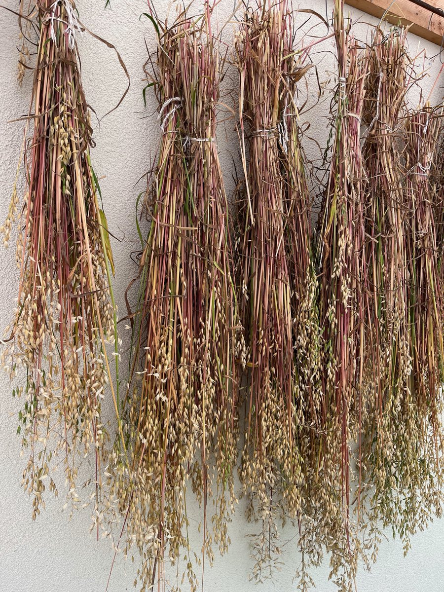 Irish Seed Savers (@irishseedsavers) on Twitter photo Today Comm AGRI <a href="/EUparliament/">European Parliament</a> is voting on reforms to laws governing seed. We call on our reps <a href="/lukeming/">Luke 'Ming' Flanagan</a> <a href="/MacManusChris/">Chris MacManus</a> <a href="/ColmMarkey/">Colm Markey</a> for legislation to promote and protect sustainable, resilient and diverse food systems via seed diversity, agrobiodiversity & farmers' rights. Today Comm AGRI <a href="/EUparliament/">European Parliament</a> is voting on reforms to laws governing seed. We call on our reps <a href="/lukeming/">Luke 'Ming' Flanagan</a> <a href="/MacManusChris/">Chris MacManus</a> <a href="/ColmMarkey/">Colm Markey</a> for legislation to promote and protect sustainable, resilient and diverse food systems via seed diversity, agrobiodiversity & farmers' rights.