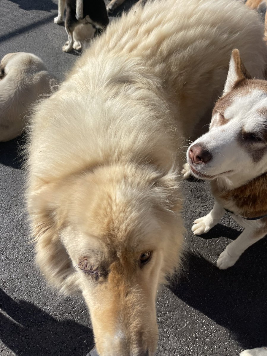 Klinik borçlarımızın bir kısmı bağışlar ile ödendi. Yasaklı ırkların pansiyon ücreti ve kalan klinik borcumuzun toplamı 197 bin. 600 binlerden düşürdük.. dostlarımız bugün hepiniz el atarmısınız.. bir tl 5 tl gücünüz neye yeterse bu tutarı da kapatmamız gerekiyor. Veb sitemizdeki