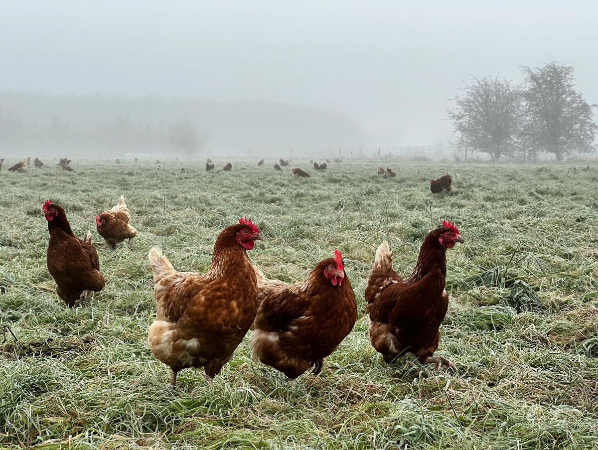Charlbury WI March meeting - James Lyall of local Mayfield Eggs will be sharing his experiences of free range egg farming and passing on his top tips for cooking with eggs. Visitors very welcome (ladies only please). Wednesday 20th March, 7.30pm at Charlbury Memorial Hall.