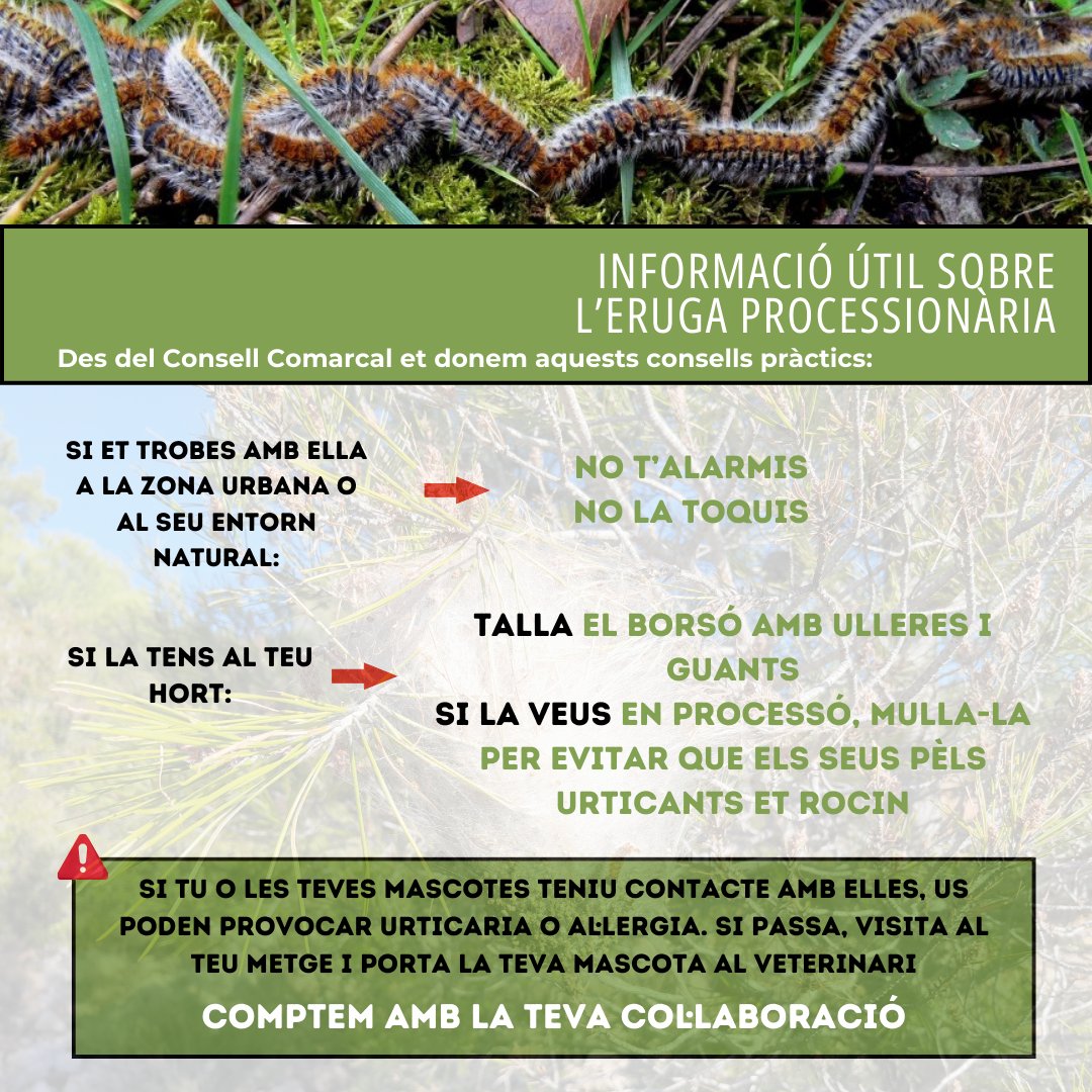 Arriba la primavera i amb aquesta torna l'eruga processionària. Us facilitem els següents consells per a poder evitar danys per a vosaltres o els vostres animals. #consellcomarcalcerdanya #processionaria #orugaprocesionaria #natura #bosc #insectes