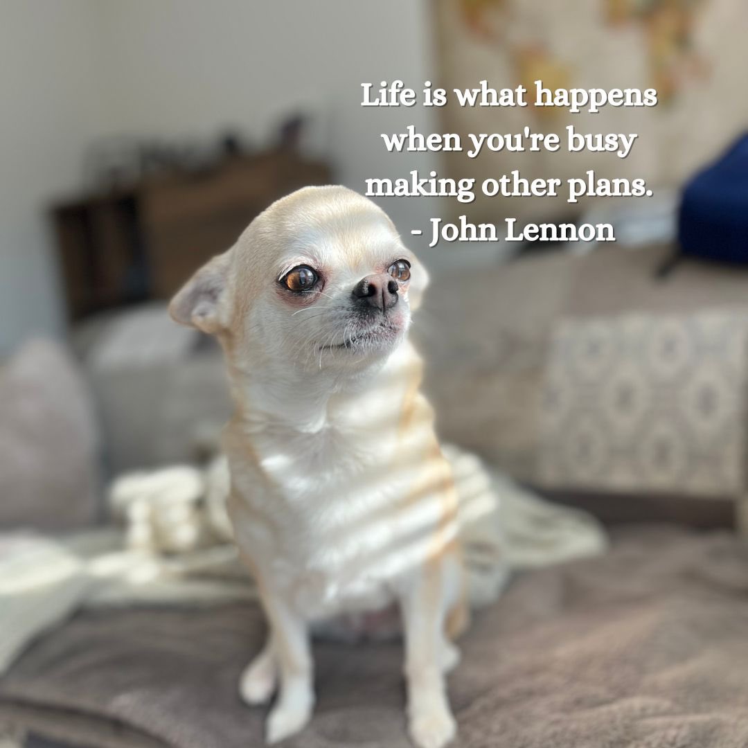 #johnlennonquotes #curiousaboutspirit #curiousaboutspirituality #mindfulquote #chihuahuaclub #chihuahua_of_instagram #doginsta