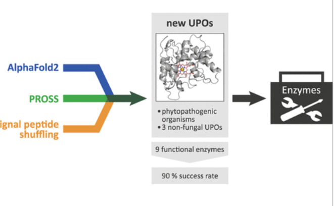 Fantastic collaboration with Sarel Fleishman's group of Judith and Niklas and the Team! New UPOs made readily available using AlphaFold2 and PROSS. First-time oomycete UPOs were discovered. pubs.acs.org/doi/epdf/10.10… @ACSCatalysis