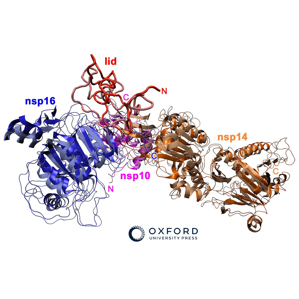 Trochę nauki od nas!
Nasza nowa praca w Nucleic Acids Research, która pokazuje w jaki sposób powstaje kompleks nsp14-nap10-nsp16 odpowiedzialny za metylację koronawirusowego RNA już dostępna!
doi.org/10.1093/nar/gk…

Dzięki współpracy wspaniałych naukowców z <a href="/JagiellonskiUni/">Uniwersytet Jagielloński</a>,