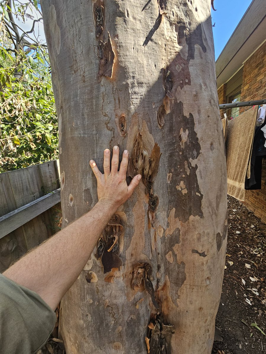 I love trees #trunktuesday