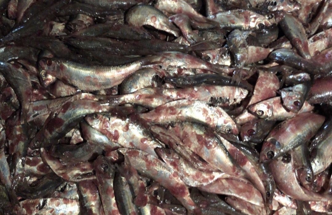 NKFISHMEAL's tweet photo. March 15,2024 https://t.co/EZXtUxW6JG