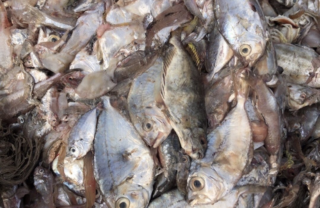 NKFISHMEAL's tweet photo. March 16,2024 https://t.co/xtAT89Knzo