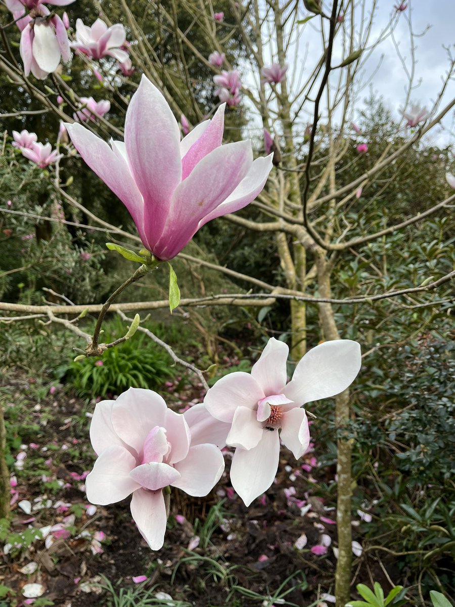 Morning with me on #mycommute is Magnolia ‘Big Dude’ (with a “little dude” visiting the flower, not entirely sure who/what he is?) when you see the seed pods of this one you will see how he got his name….🤔😳😂
<a href="/RCM_Group/">Rhododendron Camellia & Magnolia Group</a> <a href="/CwllGardenSoc/">Cornwall Garden Society</a> 
#magnolia #spring #flowers #big #insect