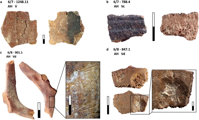 robertosaezm's tweet photo. Early humans of the Middle Paleolithic had a more varied diet than previously assumed: ungulates, tortoises, birds, hares, fish, and carnivorous mammals. https://t.co/SUok6CWkDs https://t.co/qaeqU0lvJn