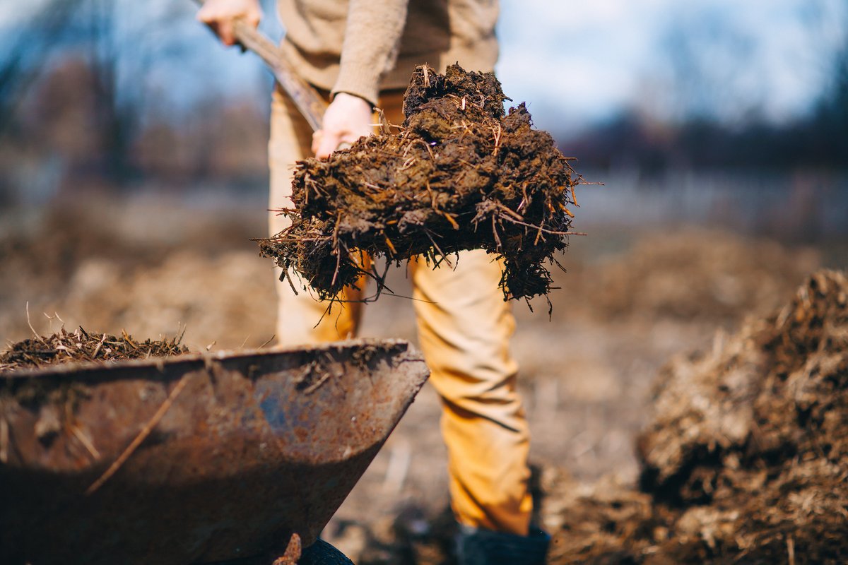 Livestock manure is full of nutrients that can be used for improved #SoilHealth to boost food production, which is essential for smallholder farmers.
 
Embrace #SustainableFarming practices for a greener and more resilient future. 🌿🌎

#FarmLife #P2DNZ