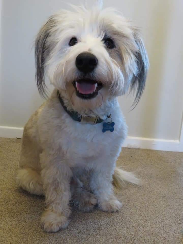 ArchieBall25's tweet image. Happy Gotcha Day to my bruvver @splashyball25