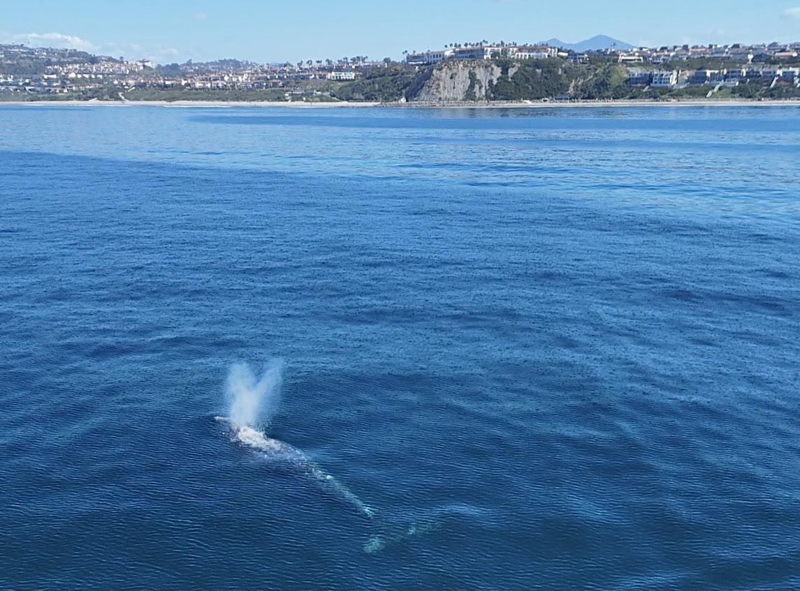 The northbound migration in Dana Point is truly magnificent and beautiful. The views and the weather in March are incredibly perfect! #danawharf #DanaPoint #graywhales @danapointharbor