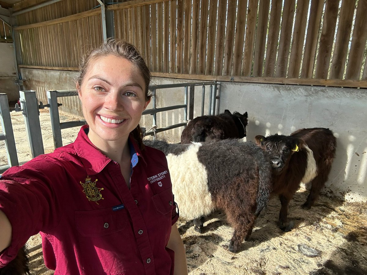 🐮 Halter breaking calves today - back with my #BeltedBeauties 😊