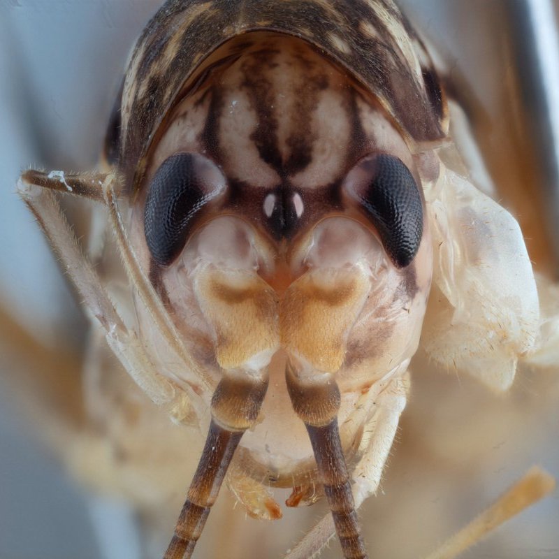 Happy #TaxonomistAppreciationDay! Today I celebrated by photographing this beauty, an upcoming #newspecies of cave cricket known only from an abandoned gold mine in Victoria, Australia. It's also my first-ever species description! 🥳🦗💎 #wildoz #entomology