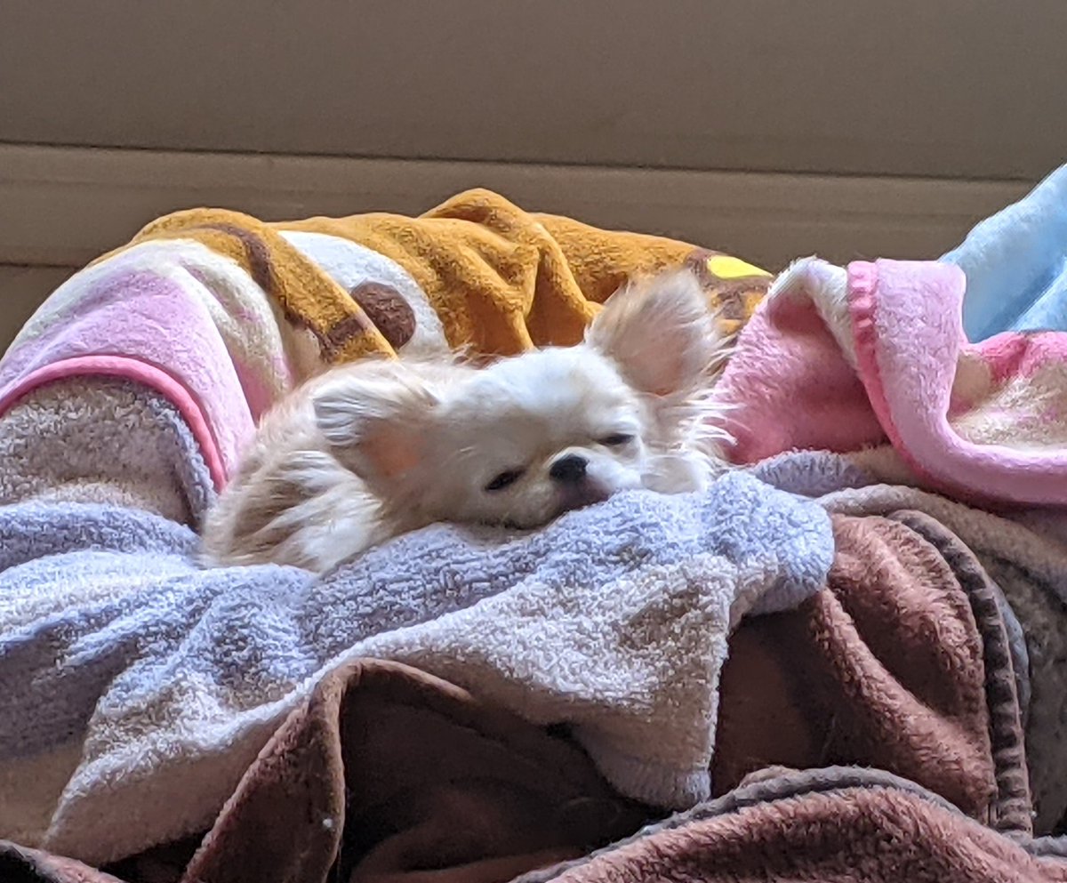 como_science3's tweet image. ブランケット集めすぎ😂

#チワワのいる暮らし