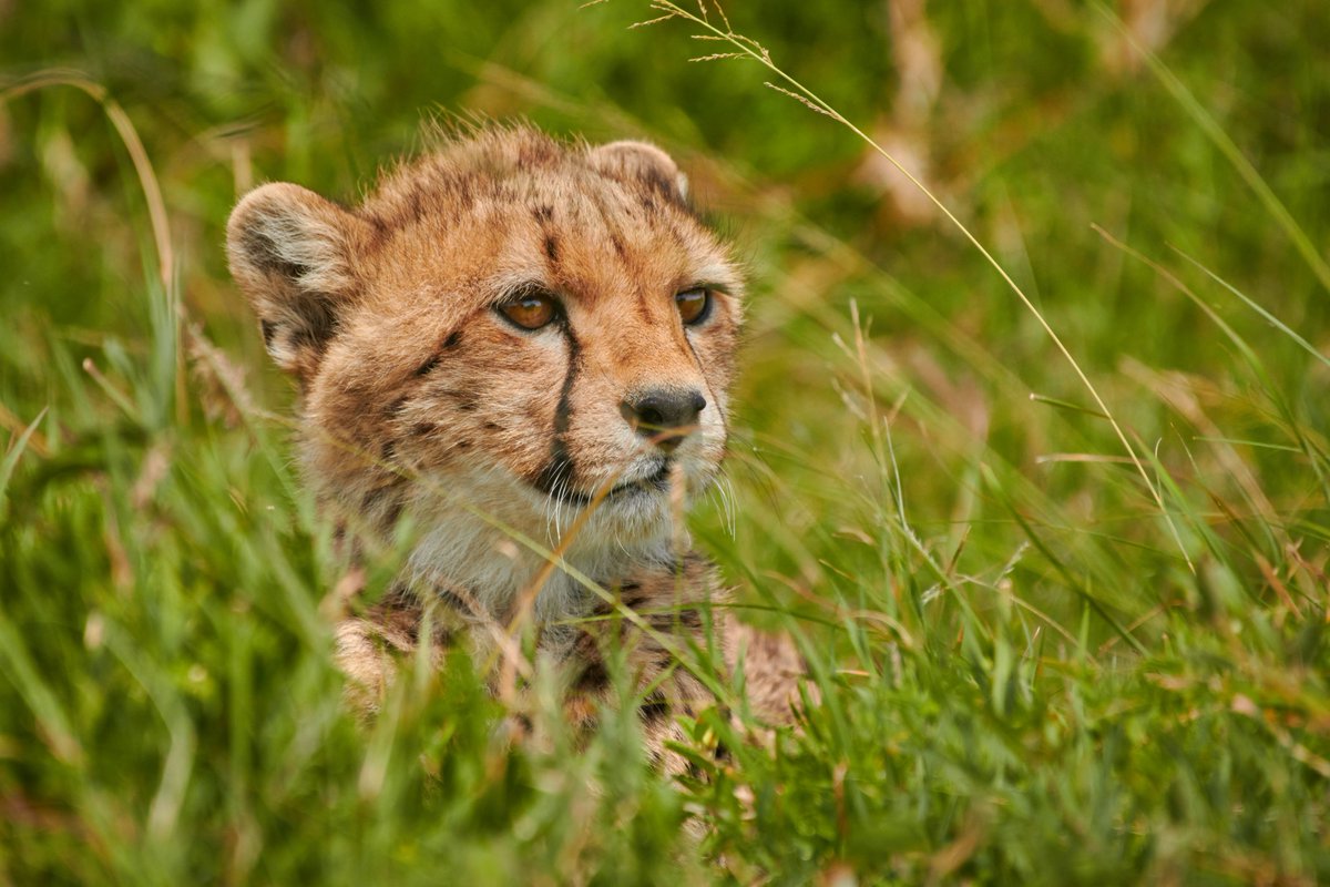 Grand Cub of Hawthorn. How cute..!! | Ndutu | Tanzania
#loveafrica #natgeoyourshots #cheetah #cheetahsoftanzania #cheetahsinthewild #cheetahs #exploringafrica #cheetahsofafrica #tanzaniawildlife
