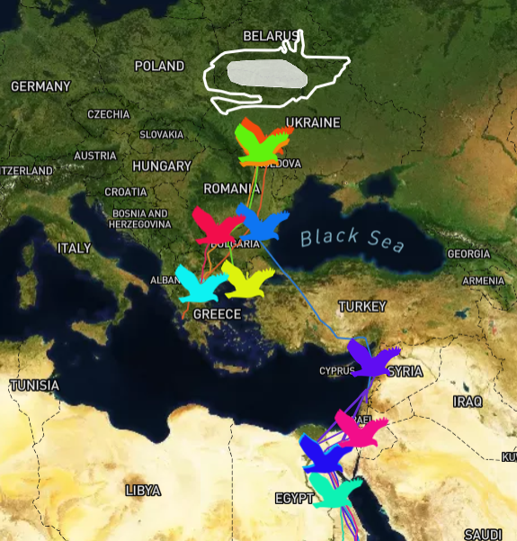 Just look - most of the #GPS-tagged 🦅#GreaterSpottedEagles from #WildPolesia are on their way from #Africa, #MiddleEast and #Mediterranean to their 🪹nesting sites! 👁️It's high time to follow their #springmigration via the interactive map here:🔗wildpolesia.org/greater-spotte…