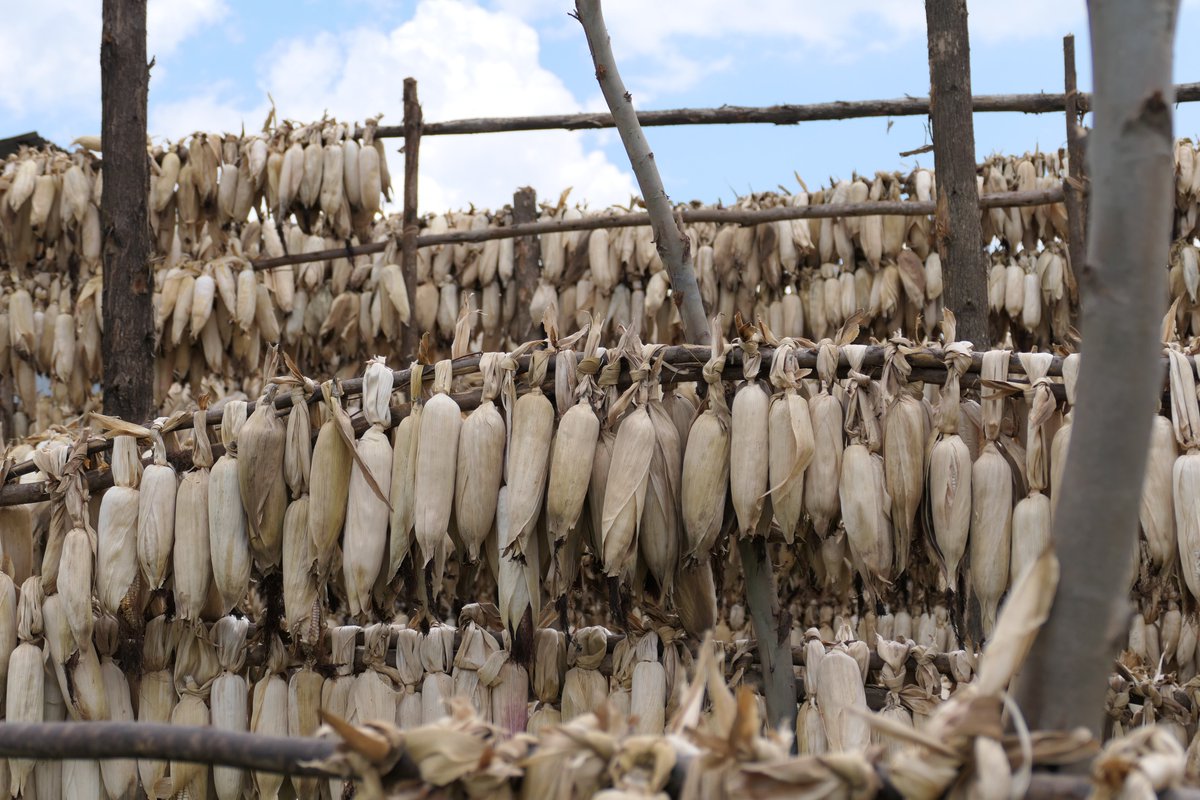 Agrinsiderhq's tweet photo. Proper post-harvest management is important for maintaining the quality and value of maize grain. 

You should store maize grain in a cool, dry place and take steps to prevent insect and rodent damage. https://t.co/yO4DXiSuYh