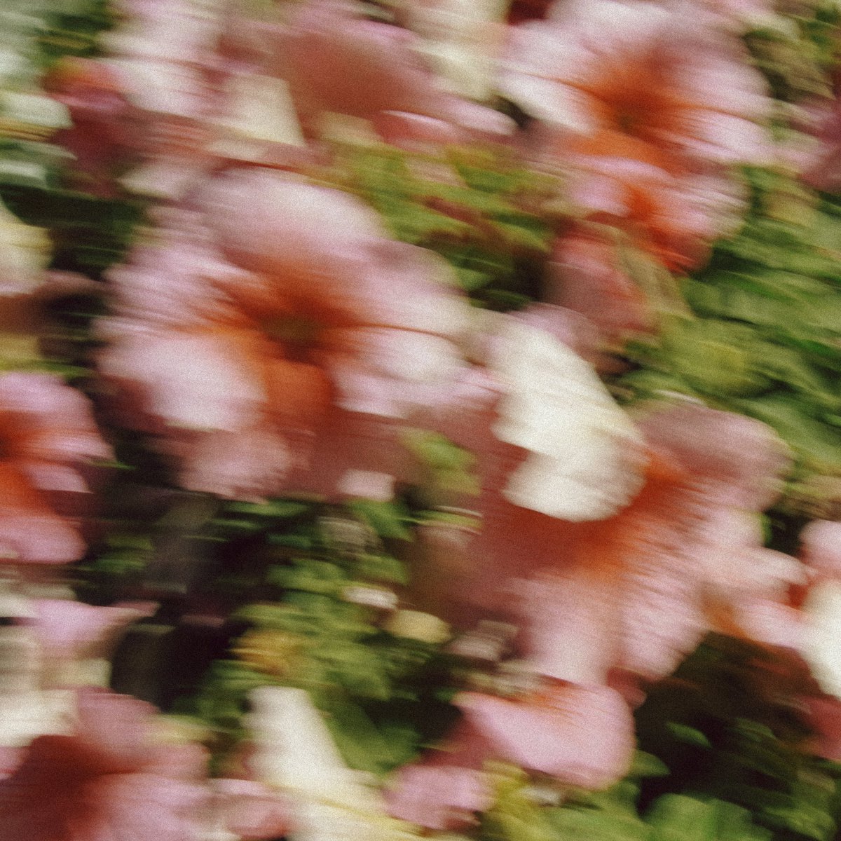 PinacateOficial's tweet photo. Le damos bienvenida a la primavera con una nueva canción llamada "Florecitas" segundo sencillo de un material que viene en camino. 💿🎇

Producción por @ZahidVR 💥🫡🌼
Una portada hecha por el @handreisai 🌄🌷🫂
 
Escúchala acá: https://t.co/s1p40q54ya https://t.co/Pb1IZJJQtR