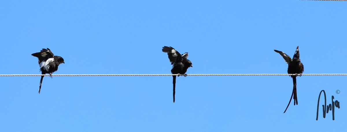 AnjaBSch's tweet photo. Straightening the feathers
#Longtailed #Shrikes
#photography #nature #outdoors #garden #goedemorgen #birdwatching #BirdsSeenIn2024 #Francistown #Botswana #Africa https://t.co/cnAwezuZIb