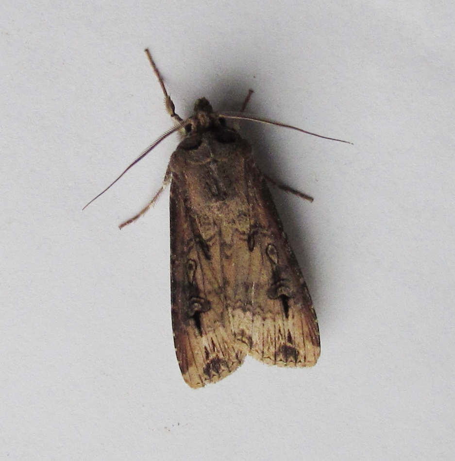 Dark Sword-grass 1 of 4 from last nights Broadwey trap.