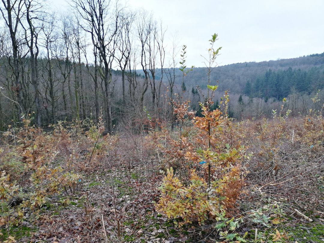 Delighted to join the Interreg NWE-Project - MigForest 🙌! Collaborating with partners from Belgium, France, and Germany, we aim to enhance forest resilience against climate change through assisted migration of tree species and provenances. @INBOVlaanderen @INTERREG_NWE 🌳🌲🌳🌲