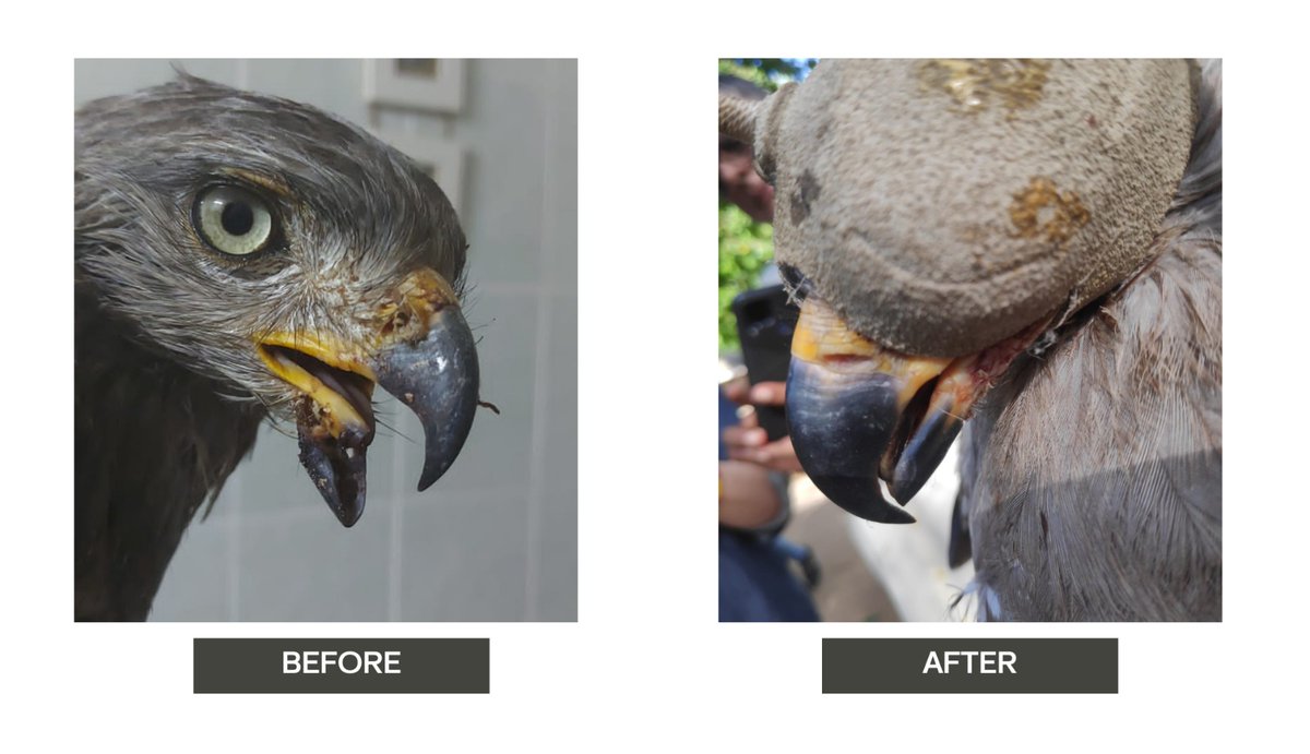 SENSITIVE PHOTO ALERT!! the Southern Banded snake eagle that was rescued from drowning in the septic tank months ago finally made it to the sky having fully recovered and with a satellite tracker. Read more arocha.or.ke/2023/12/01/res… #conservation