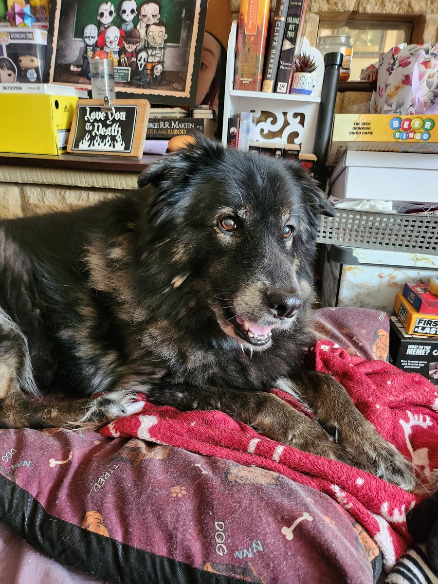 sickr0mance's tweet photo. What's everyone reading at the moment?! Tobes is my reading buddy today 🥰 https://t.co/wNg92FbSfb