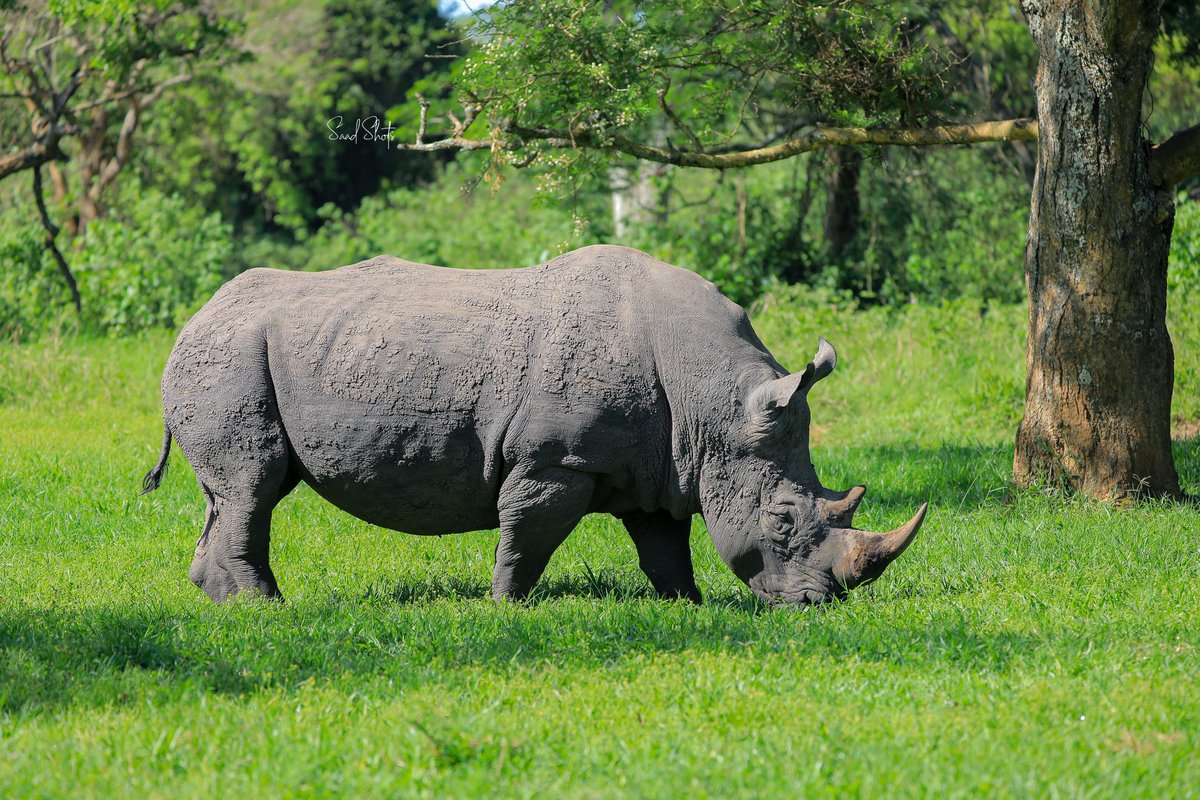 DID YOU KNOW? White rhinos have poor eyesight but an excellent sense of smell and hearing, which they use to detect predators and communicate with each other. 📸 @saadShots 📍Ziwa Rhino Sanctuary
