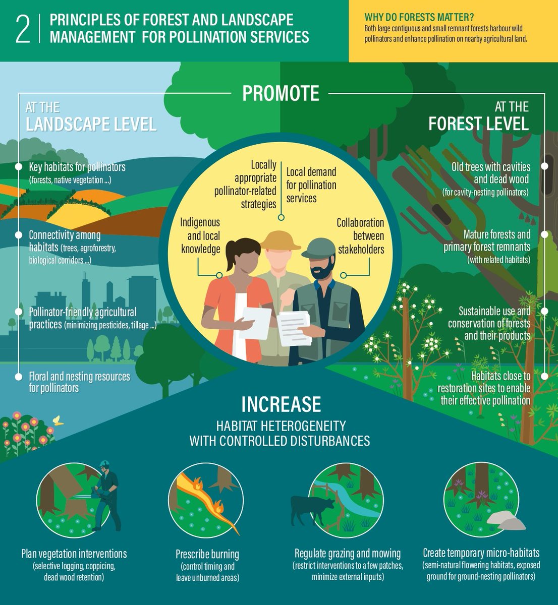 We depend on bees & other #pollinators for our quality of life. 🐝🦋🦇🐦 But they are under threat... 🌲 How can landscape and forest management practices help ensure the continued availability of pollinators? 🌳 Learn more with @fao