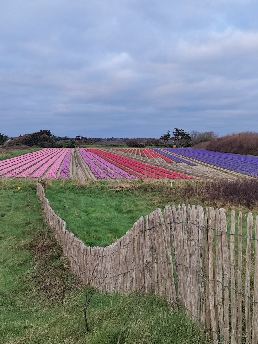 Fantaisie bulbicole
La Torche

Nb: les produits phytosanitaires  utilisés pour produire ces jolis champs colorés que l'on vient voir de loin ont un impact sur l'environnement

A tulipe pimpante
Surfeuse agonisante
( Vieux proverbe bigouden)
#Breizh #Bretagne #PaysBigouden