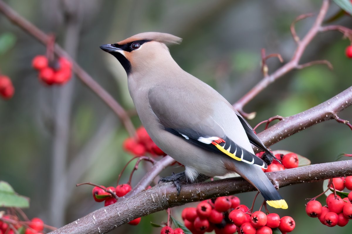 Just one more image of the Bohemian #Waxwing showing how they got their name