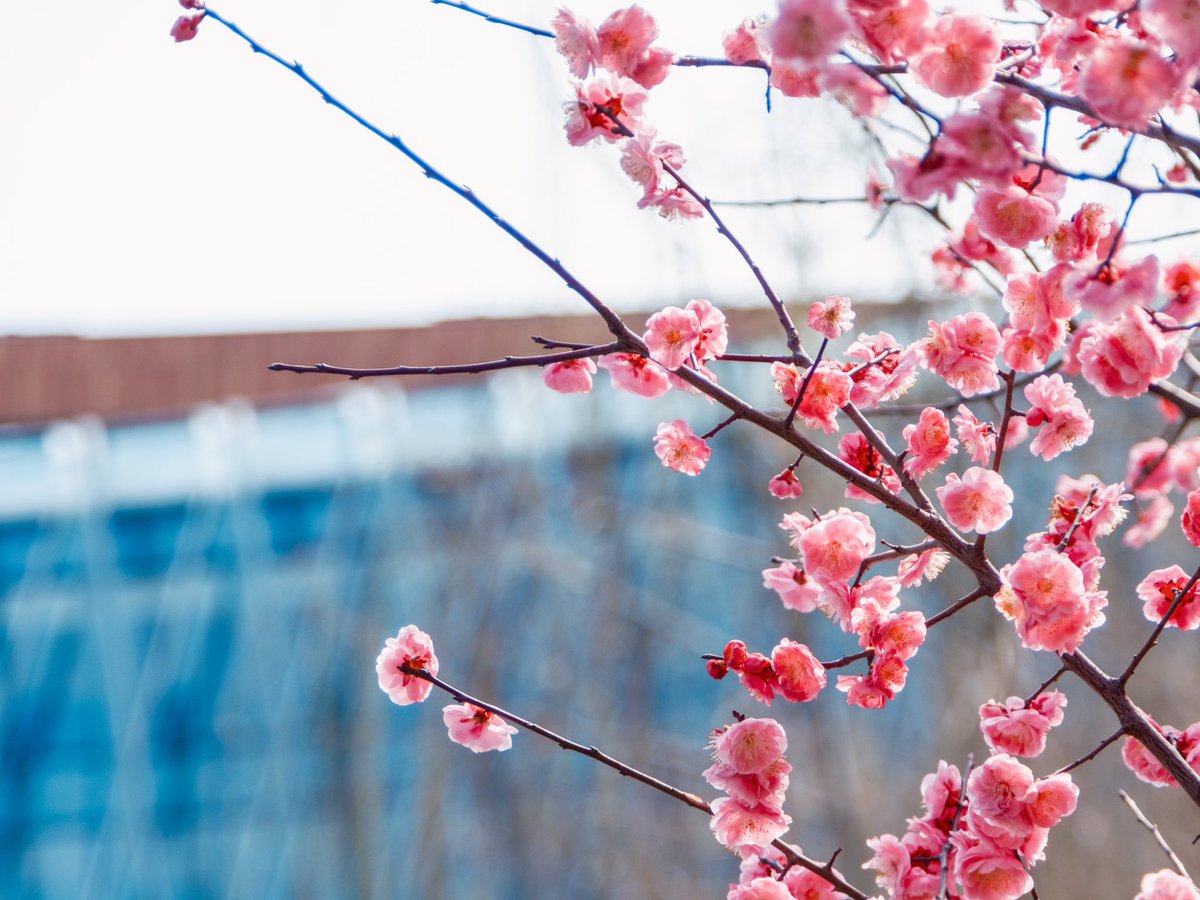 XJTLU's tweet photo. First day of spring!
Photo by Wenhao Ye
#springinsuzhou #suzhou #xjtlu #campus #China https://t.co/zqn9CavGM7