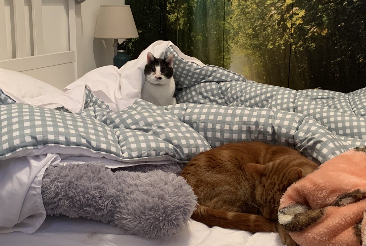 helenraw's tweet photo. Oh look, another day of not being able to make the bed until bedtime 😹🥰
#WeeStinkle #BigGinge
#TheGang
#TheCatAndDogLady https://t.co/uuDzZOck1I