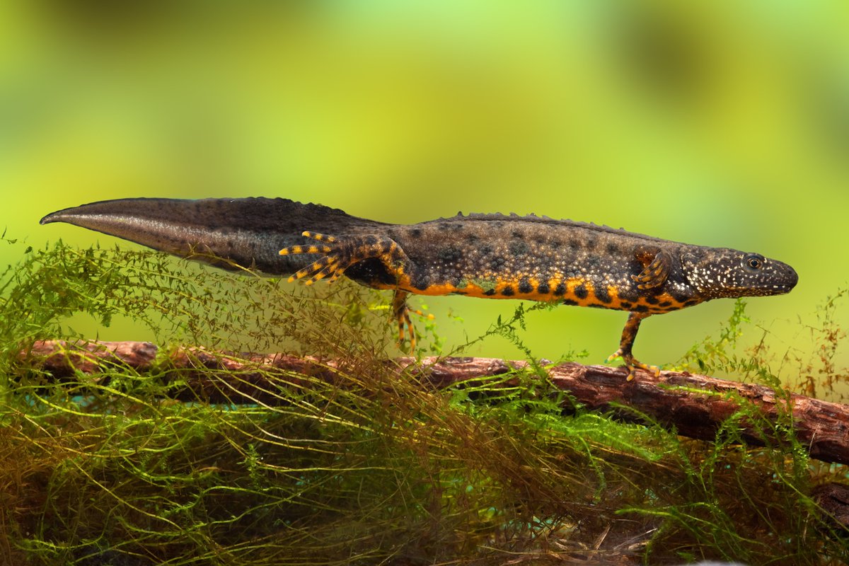 NatureSpace Head of Science, Dr Andrew Buxton, will be presenting a talk at <a href="/CIEEMnet/">CIEEM</a> on the ecological outcomes of #DistrictLicensing for #greatcrestednewts. Not to be missed!

Date: Thursday 21st March 2024
Time: 18:00 - 19:00
Location: Zoom 

Book here: lnkd.in/etrfbDv7