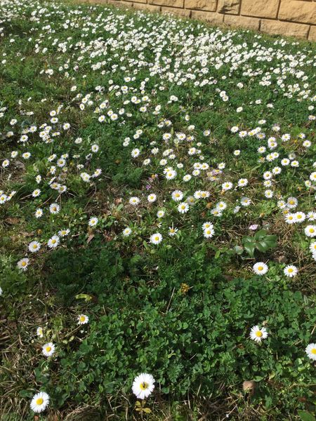 Le #printemps arrive ! 🌺🌸🌷Il suffit de se promener dans le parc de l'@Inspe_FCOMTE pour s'en rendre compte ! 😃 #magnolia #printemps @fc_univ @ReseauInspe @sup_recherche