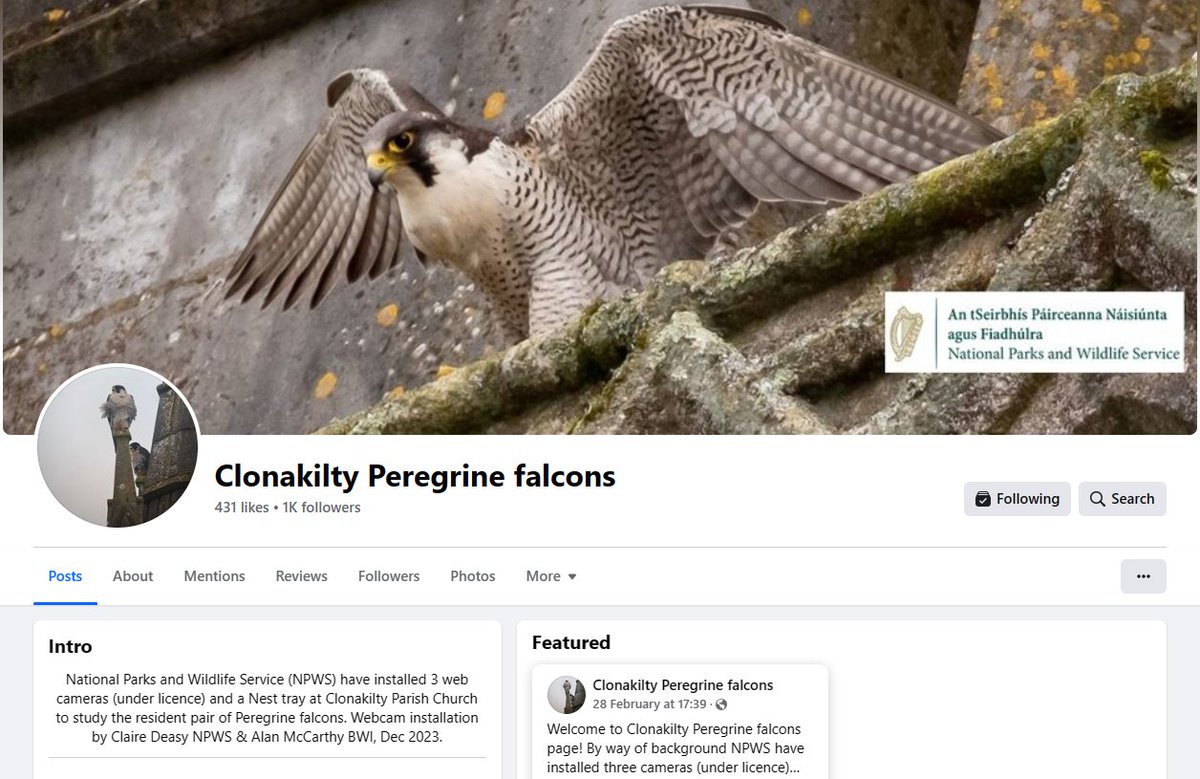 Peregrine falcons: NPWS has installed three web cams (under licence) and a nest tray at Clonakilty Parish Church #CoCork to study the resident pair of Peregrines. The cameras are not livestream but updates and clips are being shared on a special page: facebook.com/profile.php?id…