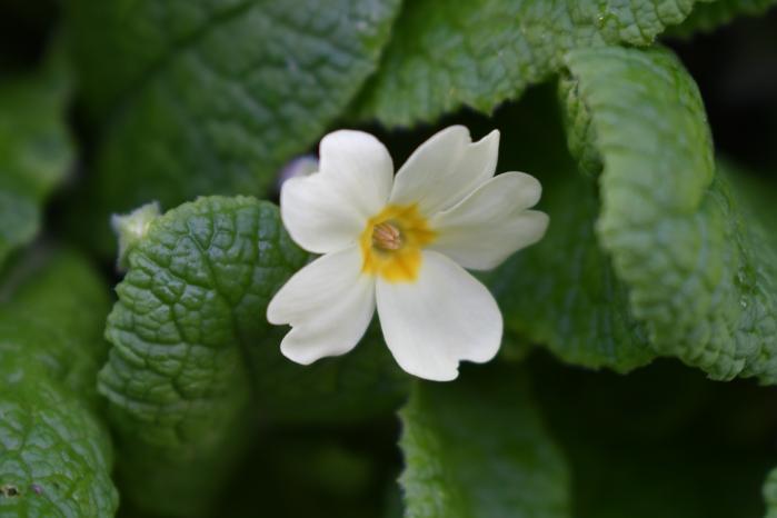 Also growing now, the first primroses, peeping out on south facing banks. Delicate pale yellow petals deep yellow in the centre converge into a long tube. Catherine Keena, Countryside Management Specialist, @TeagascEnviron tells us more bit.ly/3IGHyIB