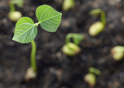 EuroseedsEU's tweet photo. Today #COMAGRI Members are meeting to discuss #PRM.
Proper identification, performance assessment, seed quality guarantees, and phytosanitary standards are crucial for #farmers.
Euroseeds supports the alignment with Plant Health and Official Controls legislation to achieve a more productive and #sustainable EU agriculture. 🇪🇺🌱👐#seedingplanthealth #seedinghealthyseeds #GrowingTheFuture https://t.co/jG5INXdXhw