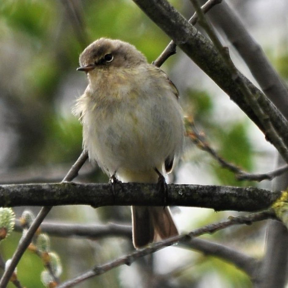 emyr_wyn's tweet image. 🏴󠁧󠁢󠁷󠁬󠁳󠁿 Hyfryd clywed cân y Siff-Siaff wrth y llyn bore ’ma

Lovely to hear Chiff-Chaffs back at #Doncaster Lakeside

#SoundsOfSpring #SŵnYGwanwyn
#birds #birdphotography #nature ⁦@Natures_Voice⁩ ⁦@WiciCymru⁩ ⁦@ThePhotoHour⁩ ⁦@FfotoC⁩ ⁦@DonnyBirding⁩